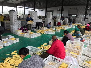 盛禾康业农产品经贸公司 速冻糯玉米 推动致富路