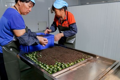 勐海柑普茶代加工、批发、零售|紫云斋柑普茶厂家图片|勐海柑普茶代加工、批发、零售|紫云斋柑普茶厂家产品图片由江门市紫云斋商贸公司生产提供-