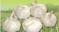 大蒜;洋葱;苹果;生姜;新鲜蔬菜;胡萝卜;板栗;辣椒;等农产品 -金乡县泽润商贸